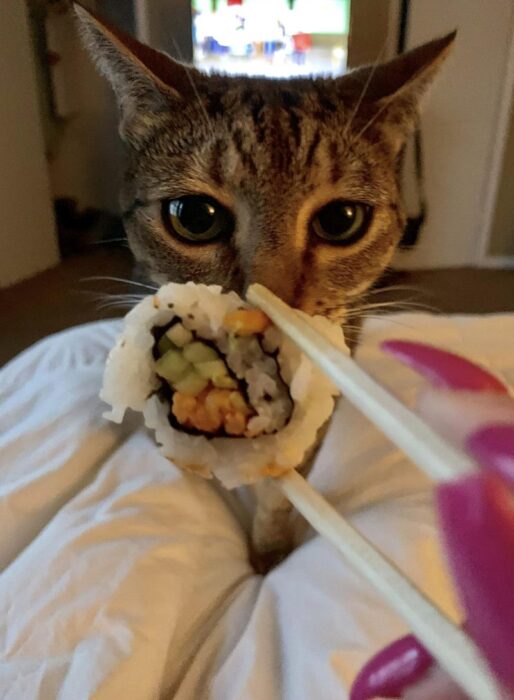 Curious cat watching sushi with wide eyes during cozy evening with TV and bed in the background.