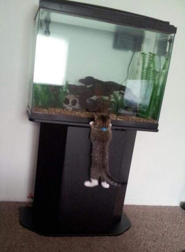 Curious kitten exploring large fish tank with aquatic plants and colorful underwater decorations.