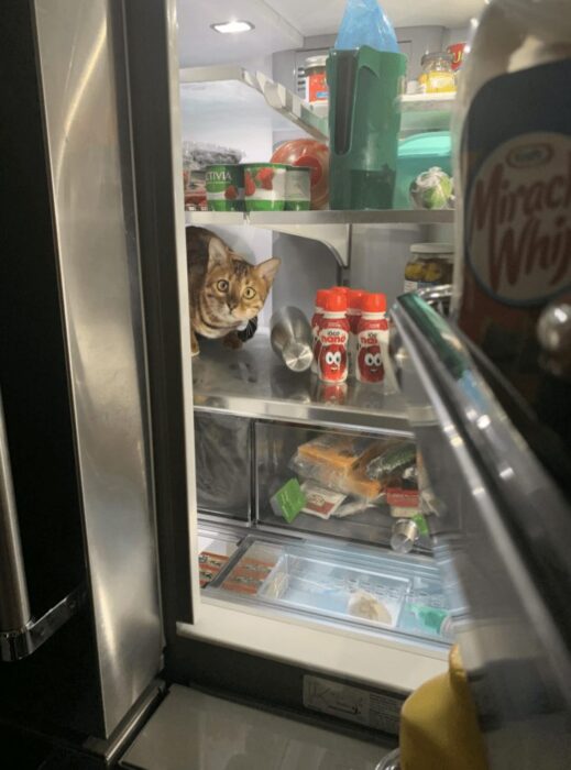 Playful cat exploring a cluttered refrigerator filled with condiments and groceries.