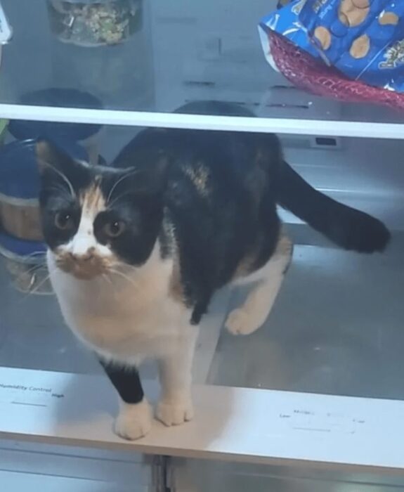 Playful calico cat exploring refrigerator with snacks and leftovers, showcasing curiosity and mischievous behavior.