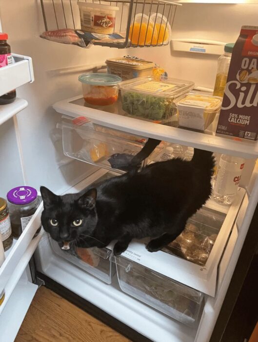 Black cat exploring inside the refrigerator among organized foods and fresh produce.