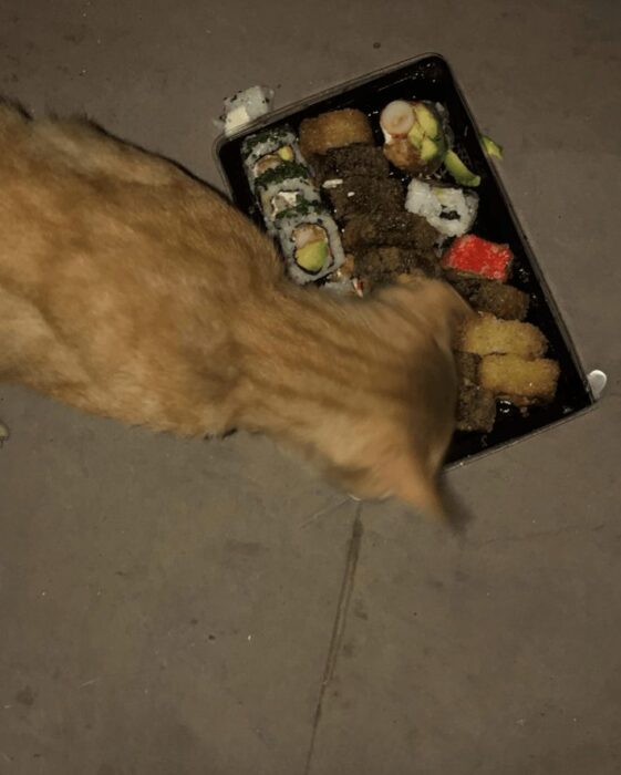 Adorable orange tabby cat inspecting a sushi takeout container outdoors at night.