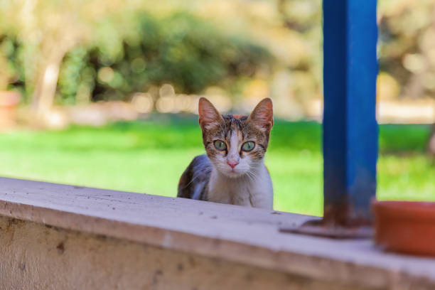 Curious cat sitting on concrete ledge with green garden background and playful, expressive eyes.