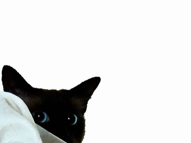Curious black cat with blue eyes peeks from soft white blanket in cozy setting.