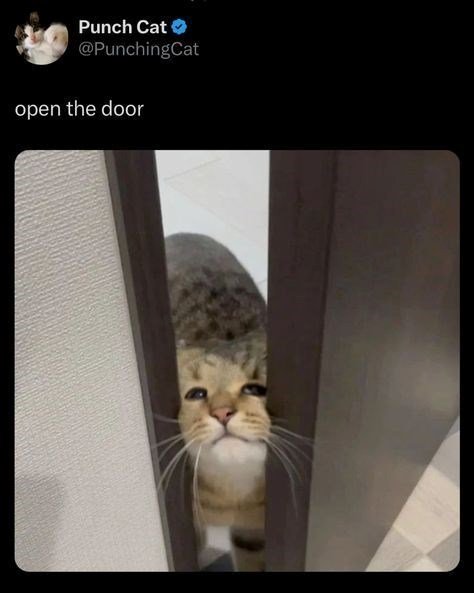 Cute cat peering through a partially open door, seeking entry with curious, expressive eyes.