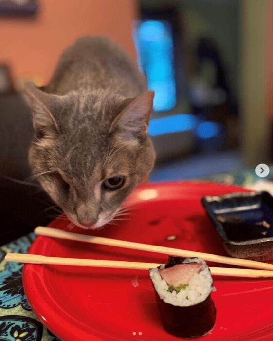 Gray cat curiously examining sushi on a red plate with chopsticks and soy sauce.