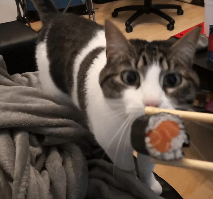 Playful tabby cat explores sushi with curiosity in cozy indoor setting.
