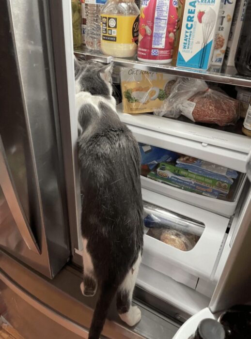 Curious gray and white cat exploring a well-stocked refrigerator full of food and beverages.
