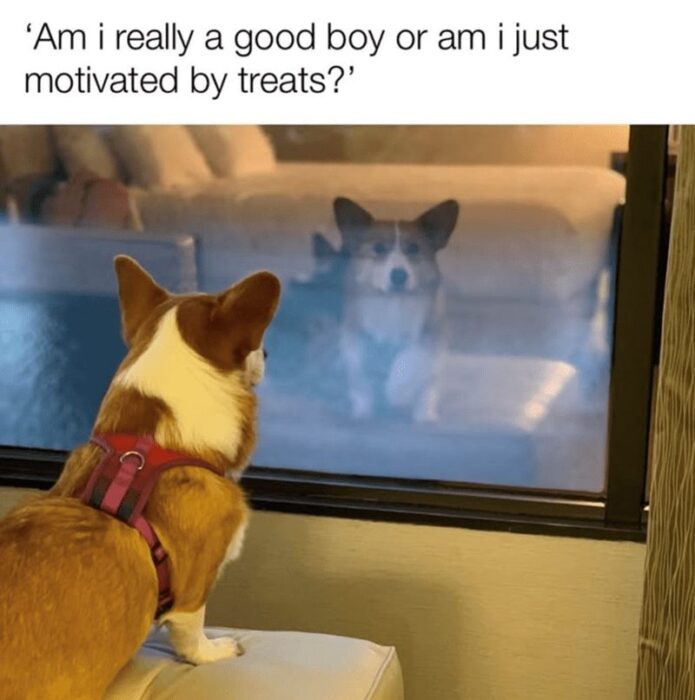 Adorable corgi contemplating if its motivated by treats versus being a good boy.