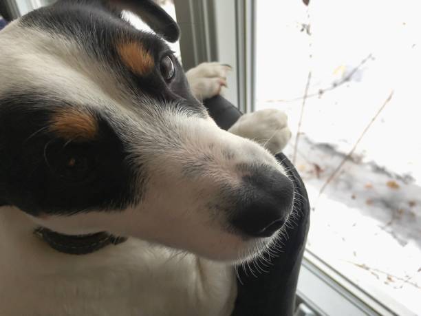 Curious dog with black and white fur looking out snowy winter window.
