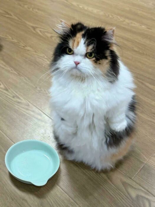 Fluffy cat waiting on hind legs beside an empty food bowl indoors.