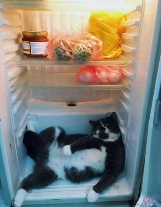 Playful gray and white cat relaxing inside an open refrigerator with grocery items.