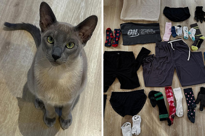 Gray cat sitting beside neatly organized casual clothing and colorful socks on wooden floor.