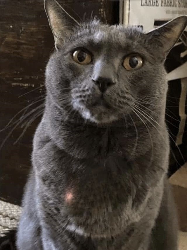 Close-up of a curious gray cat with golden eyes in a cozy indoor setting.