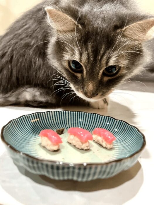 Curious gray cat examines colorful sushi on a stylish blue and white striped plate.