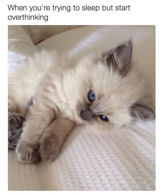 Adorable Himalayan kitten on white bedding, overthinking and gazing thoughtfully with blue eyes.