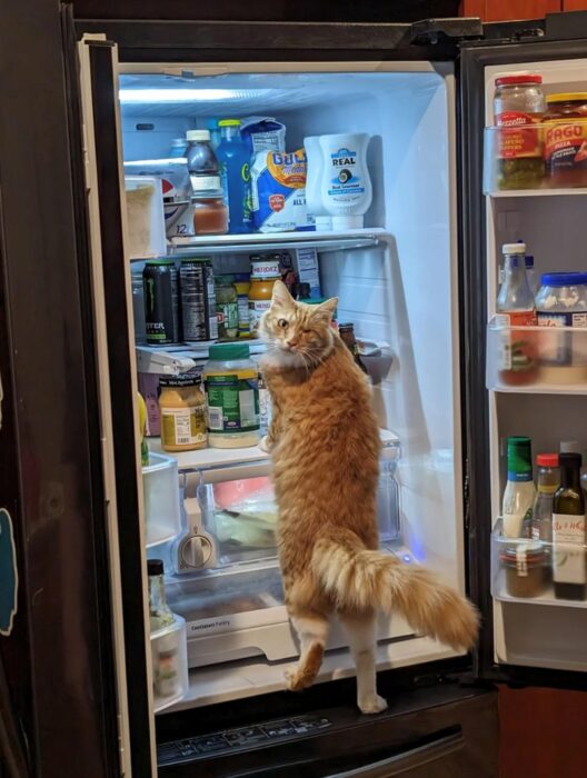 Curious ginger cat exploring a refrigerator filled with food and condiments in a cozy kitchen.