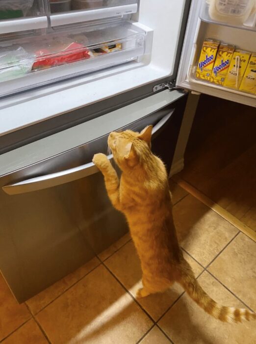 Playful orange tabby cat curious about open refrigerator inside cozy kitchen.