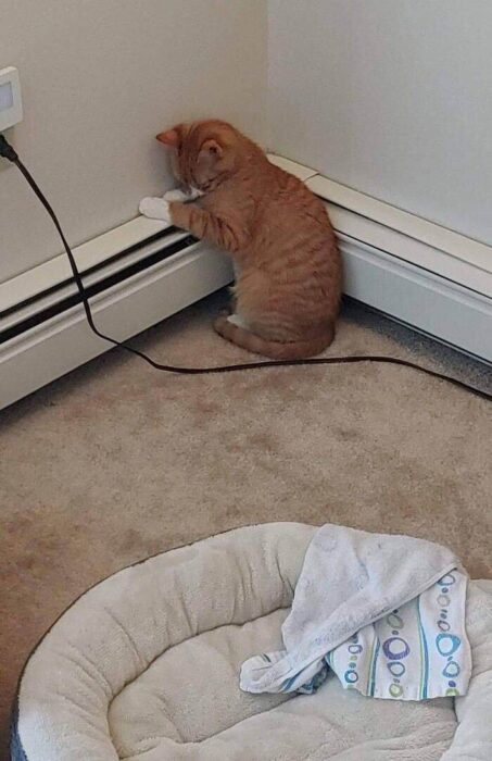Playful orange tabby cat exploring a household heater and cozy pet bed in a warm home.