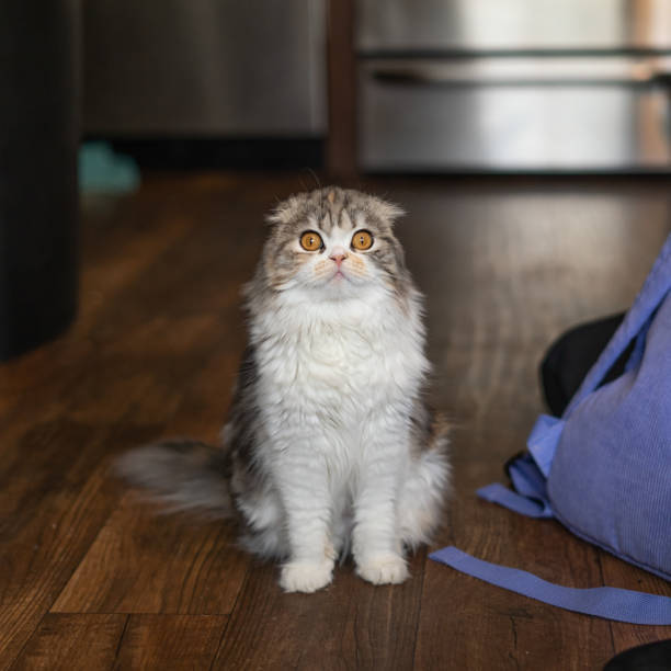 Adorable fluffy Scottish Fold cat with golden eyes sitting on hardwood floor in modern kitchen.