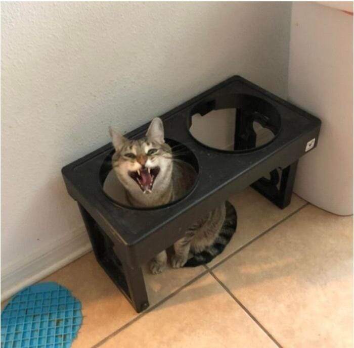 Funny tabby cat playing inside pet feeding station with playful expression.