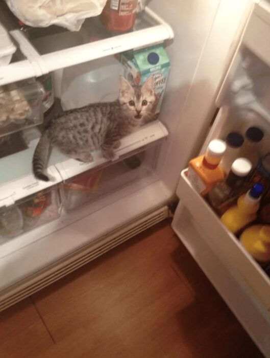 Playful gray tabby cat exploring inside an open refrigerator with food and condiments.