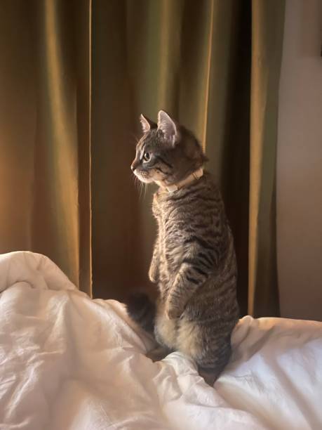 Curious tabby cat alert on cozy white bed with green curtains in warm sunlight.