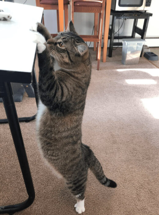 Curious tabby cat standing on hind legs reaching a black table in cozy living room.