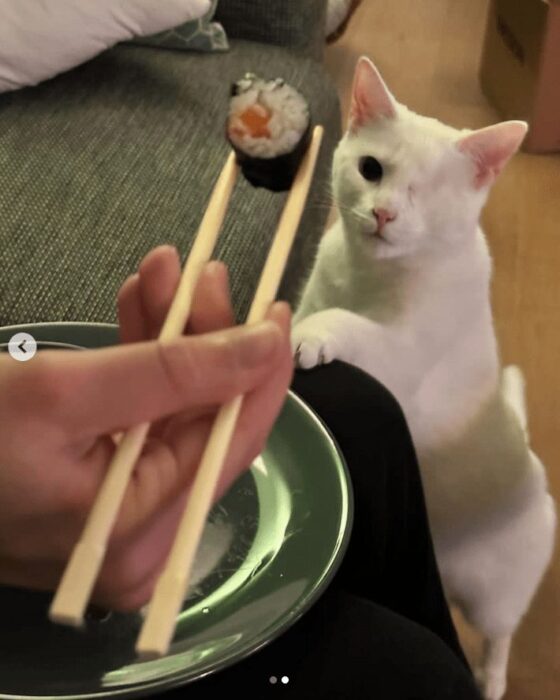 White one-eyed cat curiously watches sushi held with chopsticks near a cozy living room.