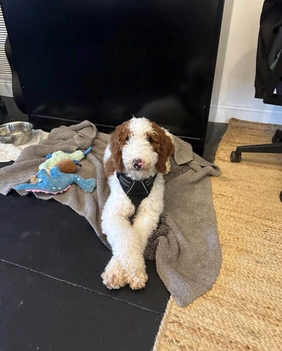 Curly dog with crossed legs resting on cozy blanket in stylish home office.