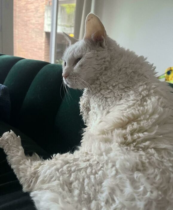 Curly white cat relaxing on dark green sofa in cozy sunlit room.