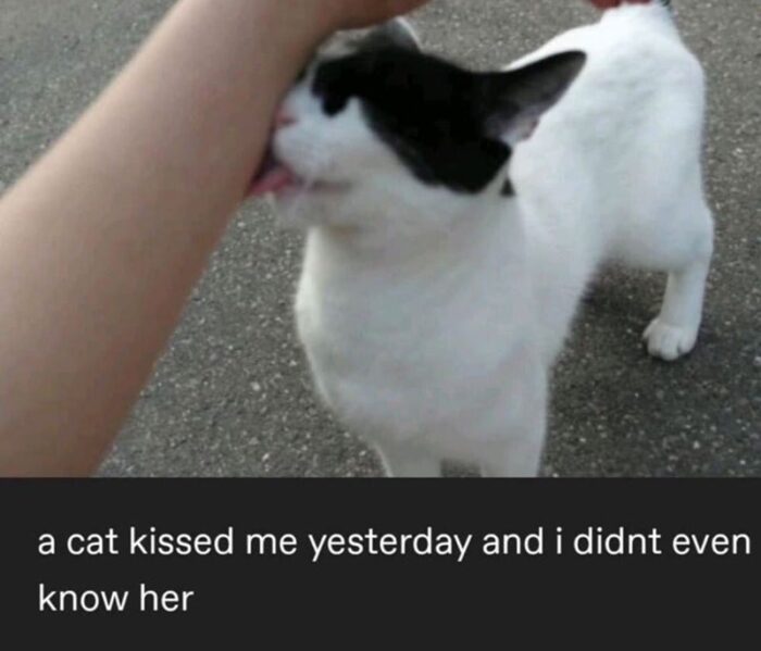Cute white cat giving a kiss to a person outdoors, capturing a spontaneous moment of pet affection.