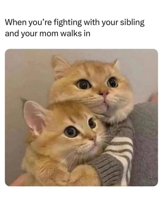 Cute sibling cats caught in a playful, surprised moment with adorable orange fur and expressive eyes.