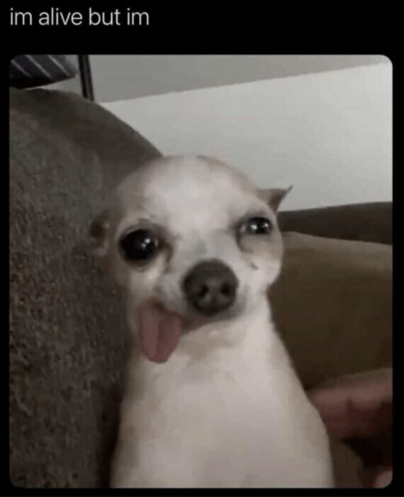 Cute Chihuahua with playful tongue and expressive eyes relaxing on cozy couch.