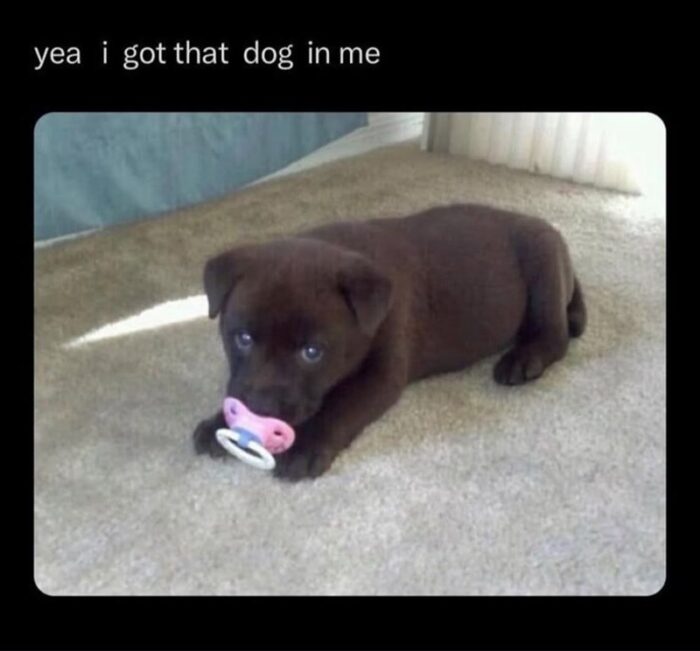 Adorable brown puppy with blue eyes holding a pink and white pacifier on cozy carpet.
