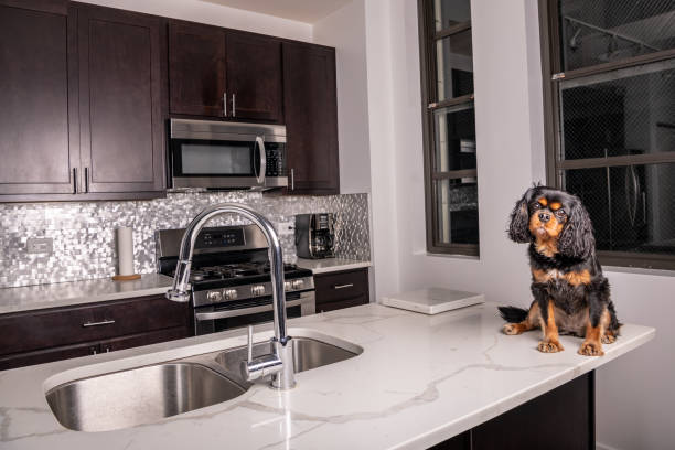 Modern kitchen with a Cavalier King Charles Spaniel on marble countertop.