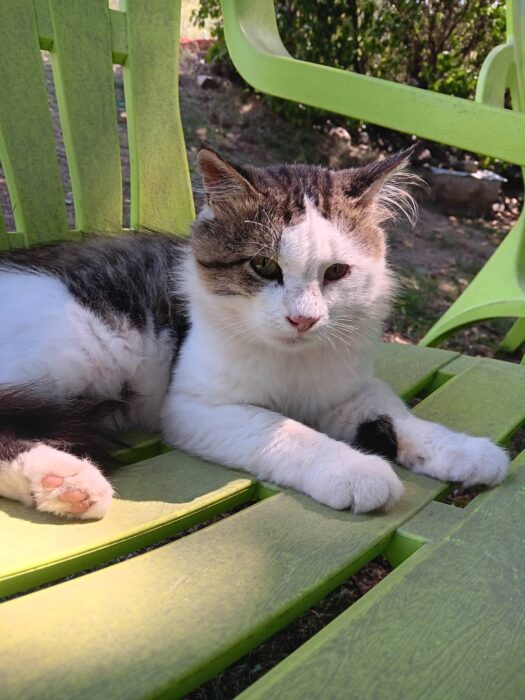 Cute gray and white cat relaxing on vibrant green outdoor garden chair.