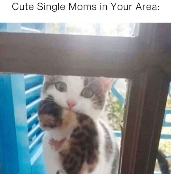 Cute mother cat with kitten at window, adorable feline bond, playful and nurturing moment.