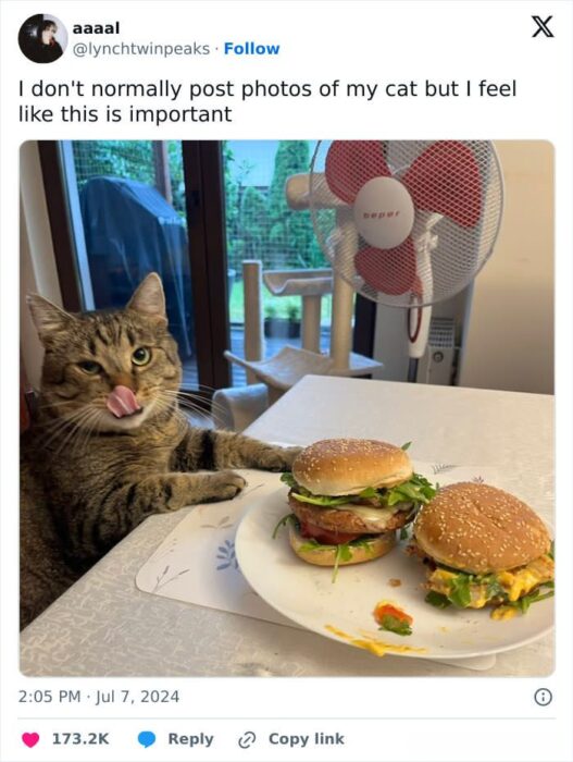 Adorable tabby cat eyeing delicious burgers in a cozy indoor setting.