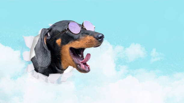 Playful dachshund with sunglasses emerging from torn paper, surrounded by clouds in vibrant blue background.