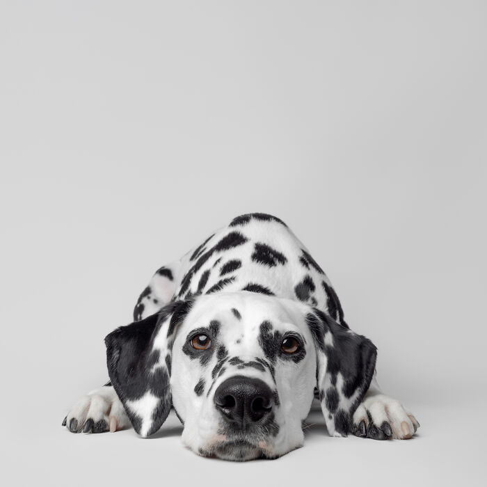Relaxed Dalmatian dog with black spots lying down on a gray background.