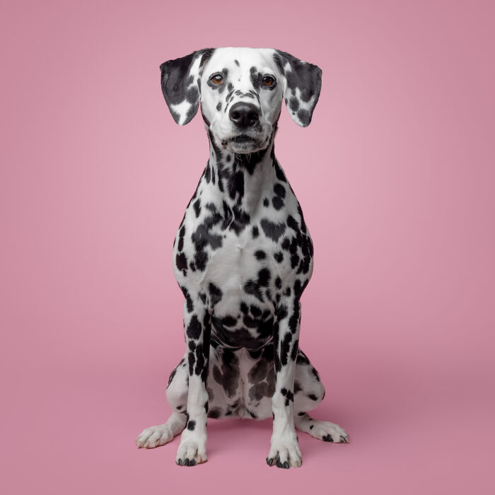 Dalmatian dog with black spots posing against vibrant pink background.