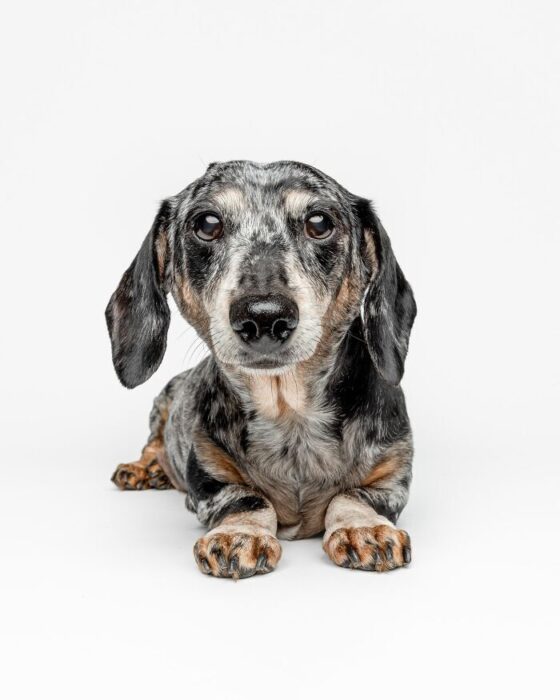 Dappled Dachshund dog with unique gray and black fur lying against white background.