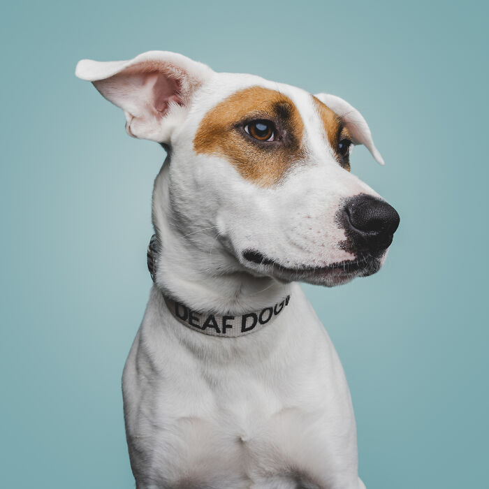 Profile of a white and brown deaf dog with expressive eyes and a DEAF DOG collar.