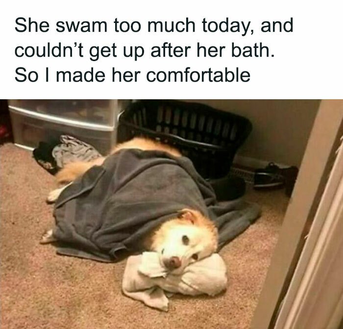 Cute golden dog resting after a bath, wrapped in a cozy blanket on a comfortable carpet.