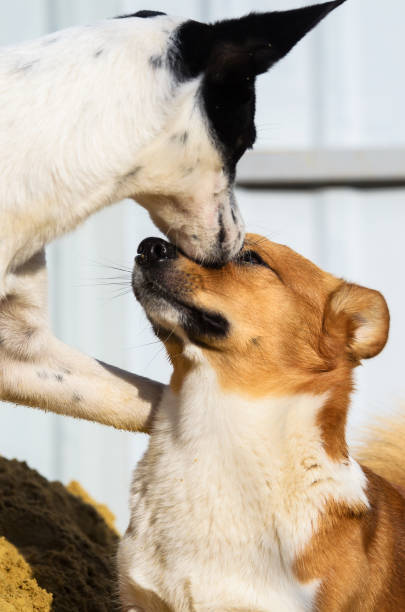 Playful dogs sharing affection in a sunny outdoor setting, showcasing canine companionship and bond.