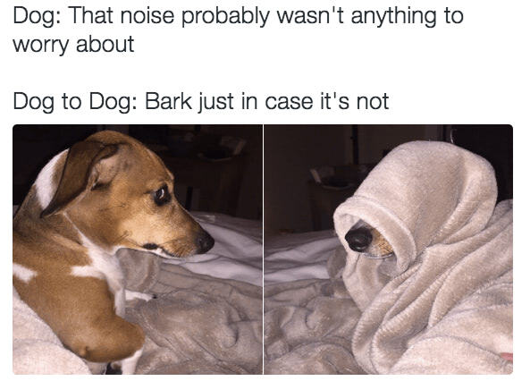 Humorous dogs reacting to a strange noise, one alert and one hiding in a blanket.