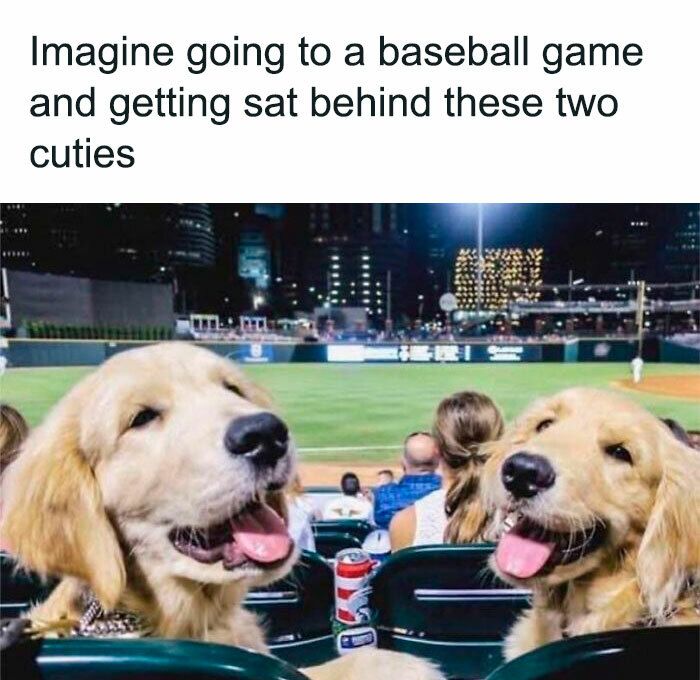 Cheerful golden retrievers at a lively baseball stadium during a game.