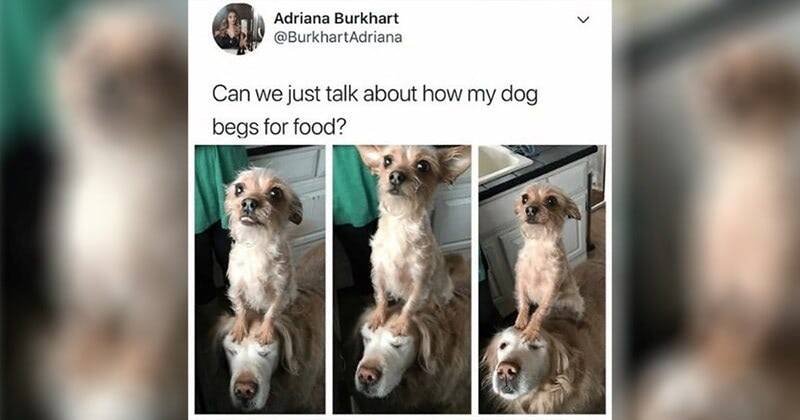 Cute dogs begging for food, one perched on the others head in a funny kitchen scene.