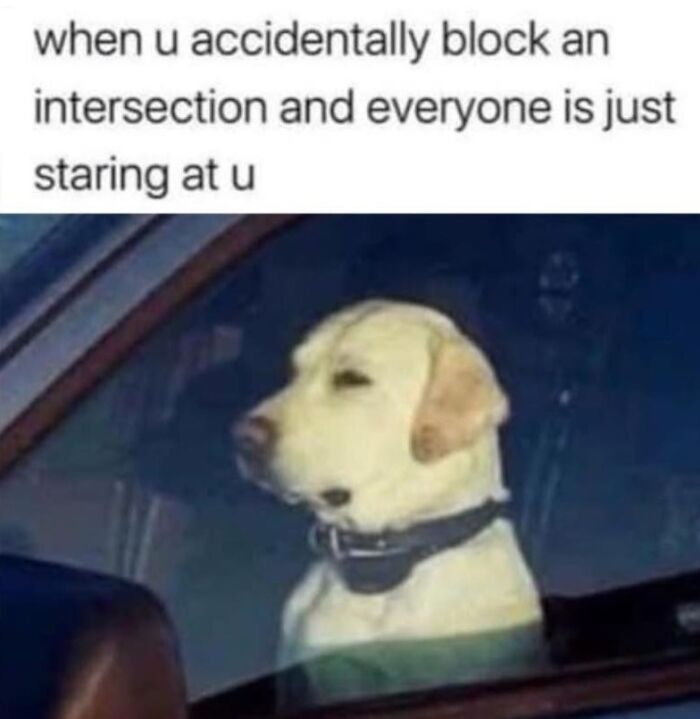 Dog sitting in car passenger seat staring out window at busy traffic intersection.